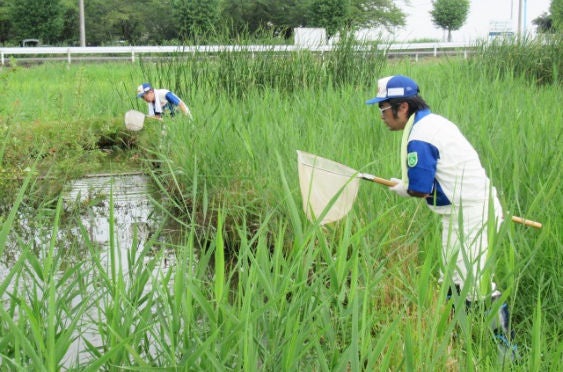 Efforts to remove tadpoles of American  bullfrogs, which eat the waterwheel plant (Saitama)